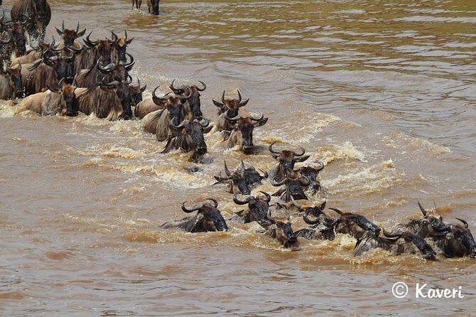 4 Days / 3 Nights Lake Manyara, Ngorongoro and Serengeti - Final Thoughts: Who Is This Safari Perfect For?