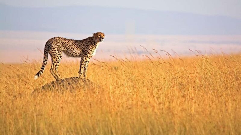 4 Days 3 Nights Masai Mara and Lake Nakuru Adventure safari - The Practical Side: What’s Included and What’s Not