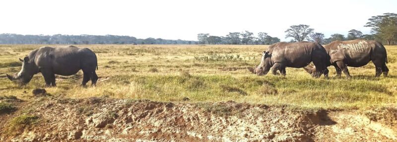 4 Days 3 Nights Masai Mara and Lake Nakuru Adventure safari - Who Should Consider This Tour?