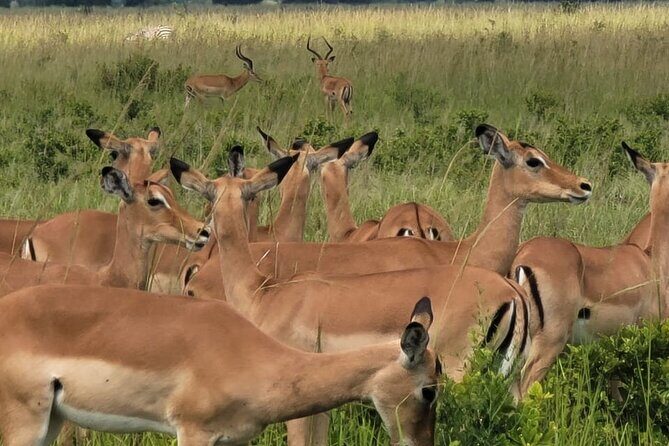 4 Days 3 Nights Safari to Mikumi National Park - The Itinerary in Detail