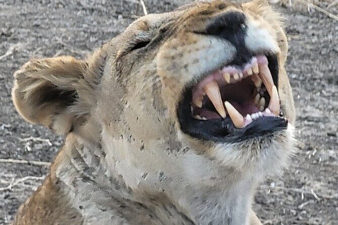 4 Days 3 Nights Safari to Mikumi National Park - Who This Tour Is Best For