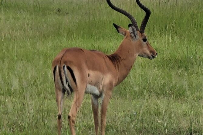 4 Days 3 Nights Safari to Mikumi National Park - The Sum Up