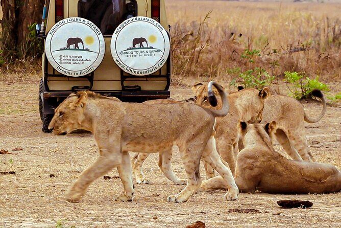 4 Days 3 Nights Safari to Mikumi National Park - FAQ