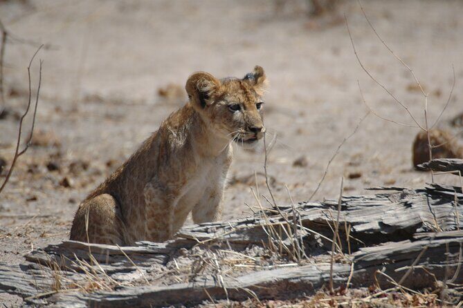 4 days / 3 Nights safari to Ruaha National park - Summing Up: Who Is This Safari For?