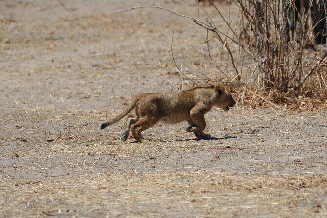 4 days / 3 Nights safari to Ruaha National park - Frequently Asked Questions (FAQs)