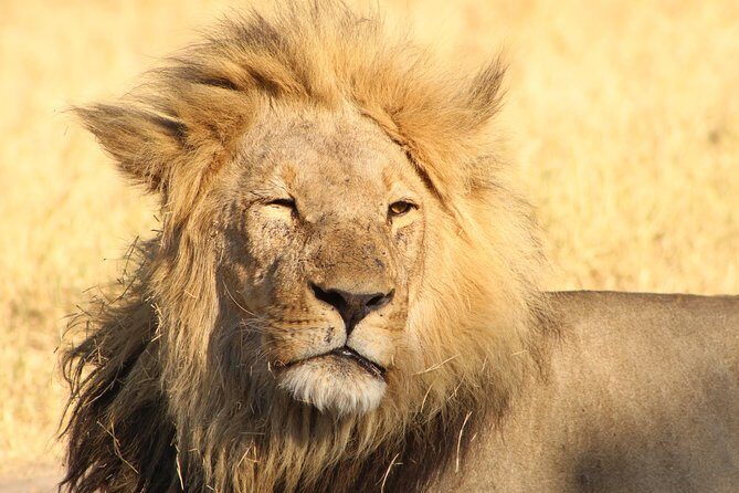 4 Days 3 Nights Savuti Mobile Camping Safari - What’s Included and What’s Not
