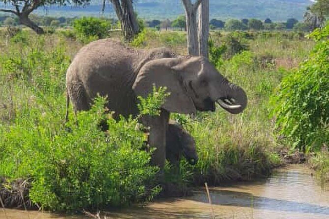 4 Days 3 Nights Selous (Nyerere national park) & Mikumi Adventure - Key Points