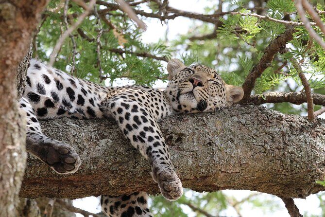 4 Days 3 Nights Tanzanian Budget Safari Tour - Introduction: Who This Safari Is For