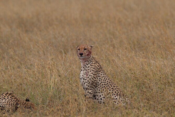4 Days 3 Nights Tanzanian Budget Safari Tour - Transportation and Comfort