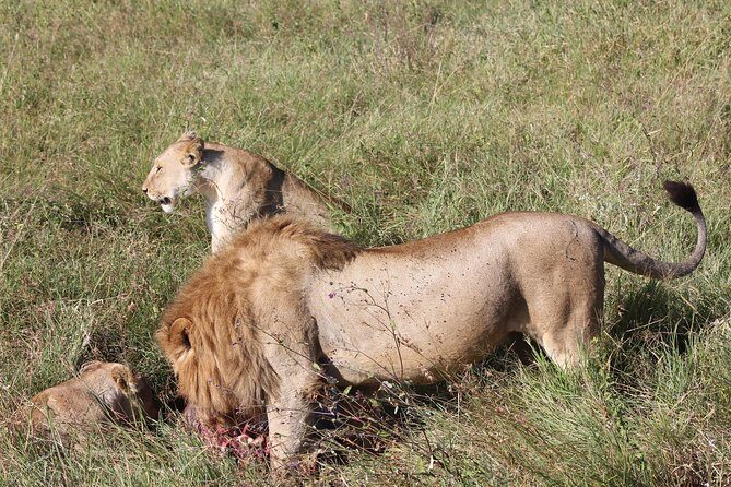 4 Days 3 Nights Tarangire Serengeti & Ngorongoro Lodge Safari - What Reviewers Say