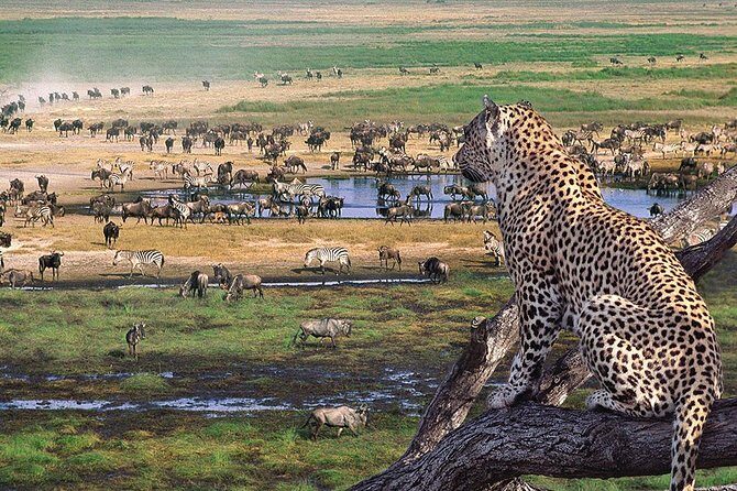 4 Days 3 Nights Tarangire Serengeti & Ngorongoro Lodge Safari - FAQ