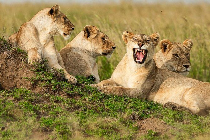 4-Days Adventure Camping Safari to Tarangire, Serengeti & Ngorongoro - FAQs