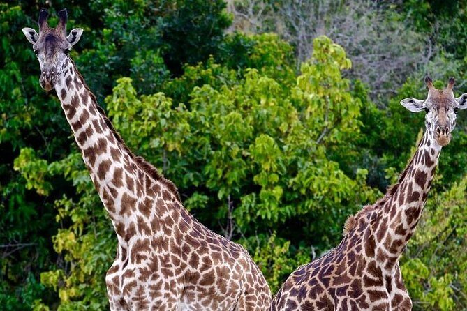 4 Days Amazing Maasai Mara and Lake Nakuru Budget Safari - Exploring the 4 Days Amazing Maasai Mara and Lake Nakuru Budget Safari
