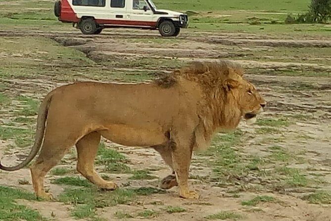4 Days Amazing Maasai Mara and Lake Nakuru Budget Safari - Key Points