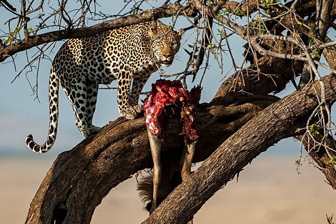 4 Days Amazing Maasai Mara and Lake Nakuru Budget Safari - Who Should Consider This Safari?