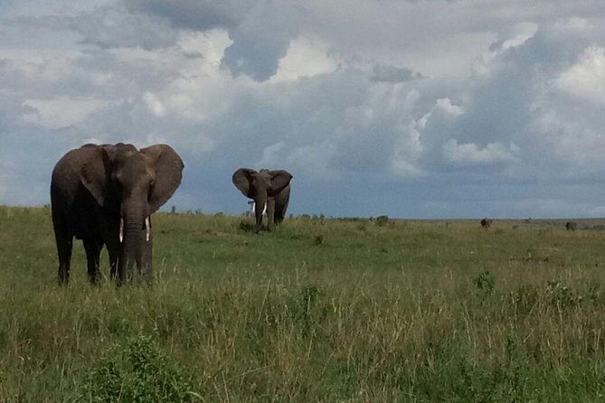 4 Days Amazing Maasai Mara and Lake Nakuru Budget Safari - Final thoughts