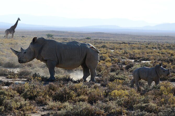 4 Days Amazing Maasai Mara and Lake Nakuru Budget Safari - FAQ (Frequently Asked Questions)