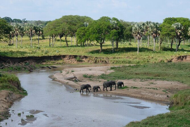 4 Days and 3 Nights Safaris in Murchison Falls National Park Tour - Key Points