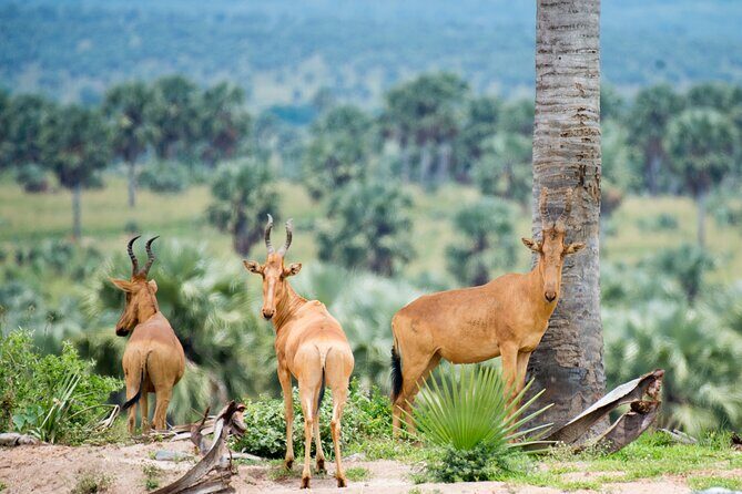 4 Days and 3 Nights Safaris in Murchison Falls National Park Tour - A Detailed Breakdown of the Itinerary