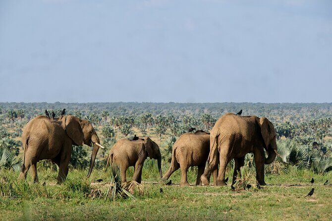 4 Days and 3 Nights Safaris in Murchison Falls National Park Tour - The Experience and Value