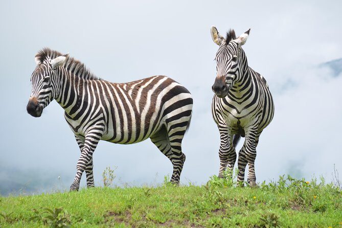 4 days Authentic honeymoon safari Serengeti and ngongoro crater - Key Points