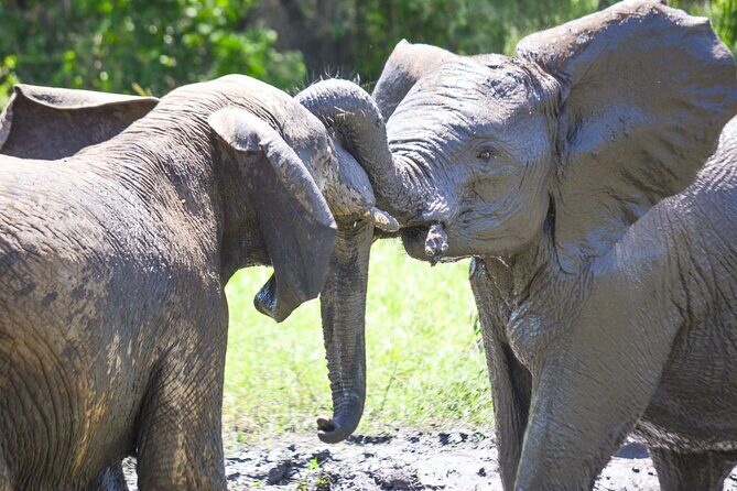4 days Authentic honeymoon safari Serengeti and ngongoro crater - Final Thoughts on the Experience