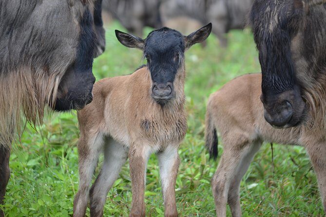 4 days Authentic honeymoon safari Serengeti and ngongoro crater - Who Is This Tour Best For?