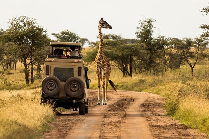 4 days Awesome Luxury safari Tarangire Serengeti & Ngorongoro - An Overview of the Tour Experience