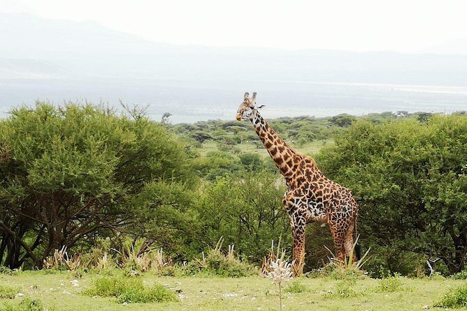 4 days Awesome Luxury safari Tarangire Serengeti & Ngorongoro - What Stands Out: The Value and Experience