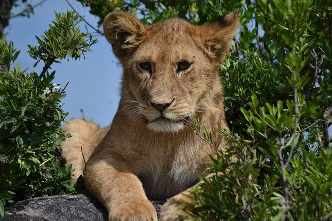 4 days Awesome Luxury safari Tarangire Serengeti & Ngorongoro - Potential Drawbacks or Considerations