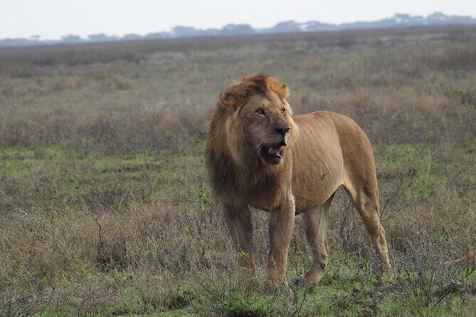 4 Days Best Budget Tanzania Camping Safaris - Introduction