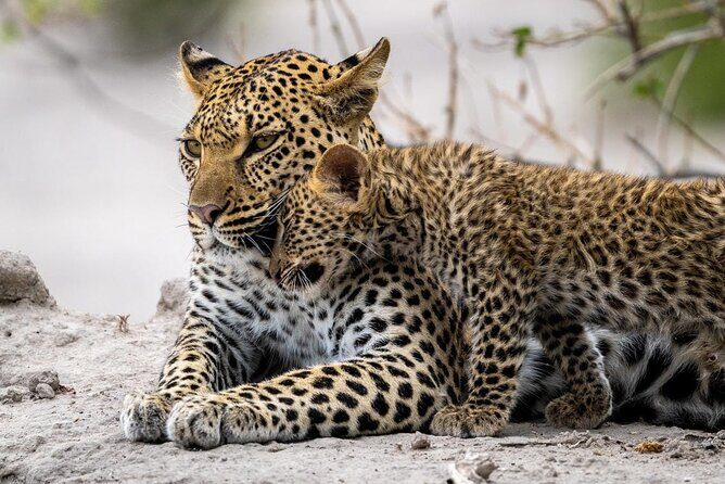 4 Days Best Budget Tanzania Camping Safaris - FAQ
