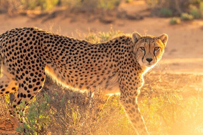 4 days Best experience Kilimanjaro Hike, Serengeti &Ngorongoro - An In-Depth Look at the 4-Day Tanzania Safari Experience