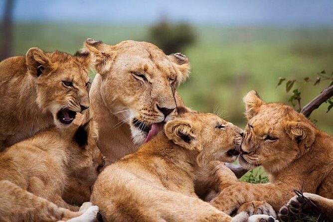 4 days Best experience Kilimanjaro Hike, Serengeti &Ngorongoro - Final Thoughts