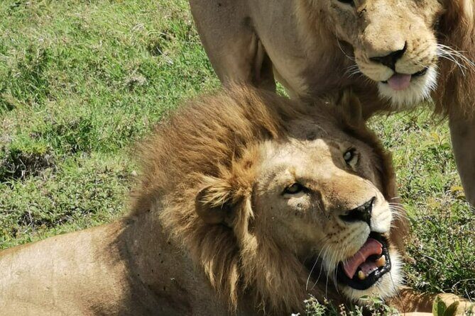 4 Days Big 5 Tour & Cultural Experience - FAQ