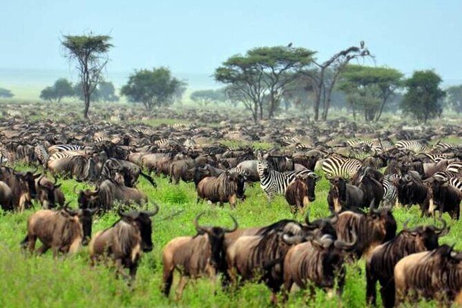 4: days Big five safari - The Real Value: Is It Worth the Price?