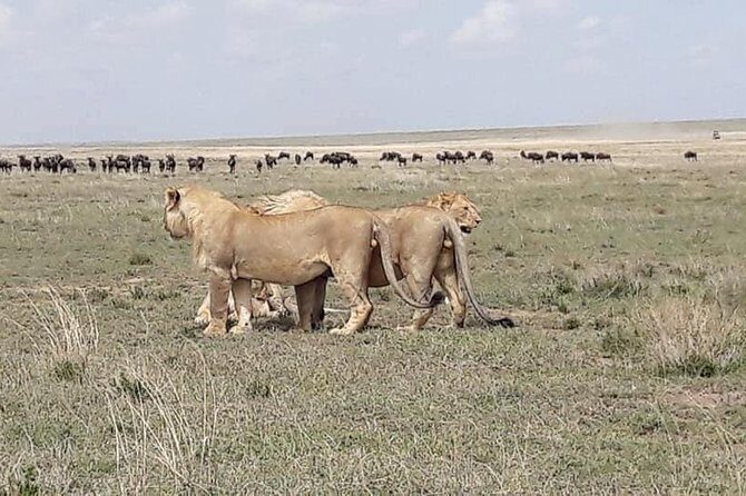 4: days Big five safari - Who Is This Tour Best For?