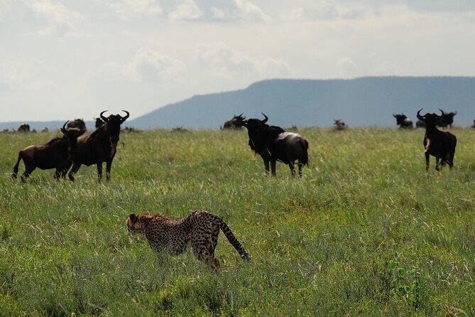 4 Days Budget Camp Safari Serengeti, Ngorongoro Crater and Tarangire Park - The Experience from the Traveler’s Viewpoint
