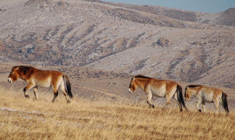 4 Days Central Mongolia-Amazing experiece - Who Should Consider This Tour?