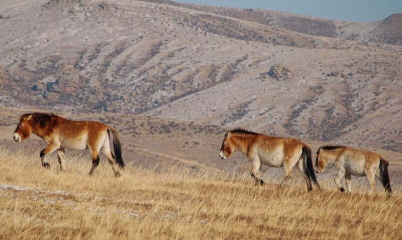 4 Days Central Mongolia-Amazing experiece - FAQs