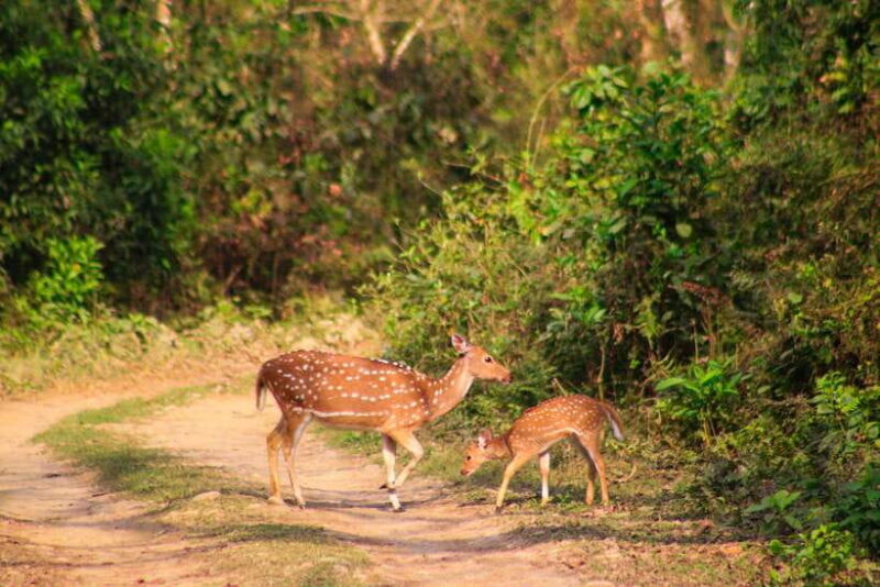 4 Days Chitwan Jungle Tour with 1 Night Jungle Tower stay - Who Would Love This Tour?