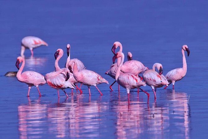 4 Days Enthralling Safaris in Kenya-lake Nakuru Masai Mara - Discovering the Itinerary in Depth