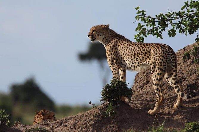 4 Days Enthralling Safaris in Kenya-lake Nakuru Masai Mara - Authentic Moments and Practical Tips