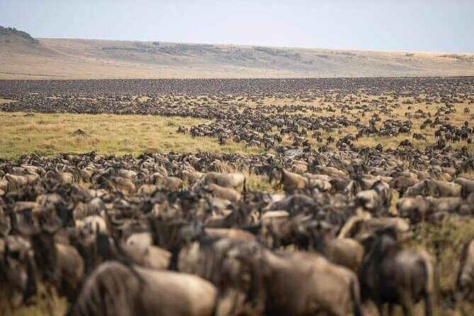 4 Days Enthralling Safaris in Kenya-lake Nakuru Masai Mara - The Sum Up