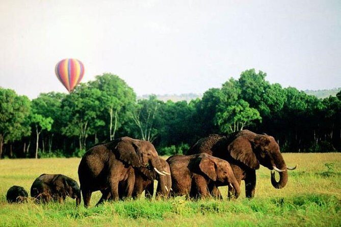 4 Days Enthralling Safaris in Kenya-lake Nakuru Masai Mara - FAQ