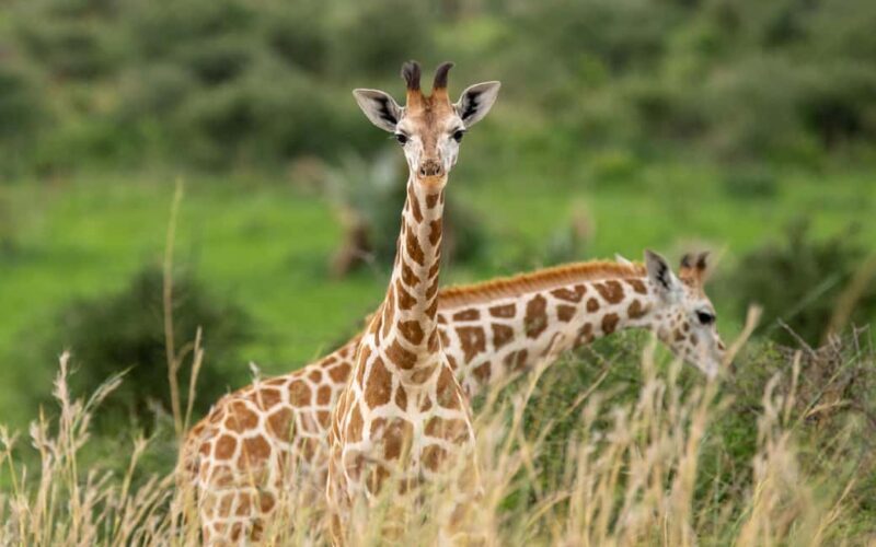 4 Days Exclusive Group Camping Safari - The Sum Up