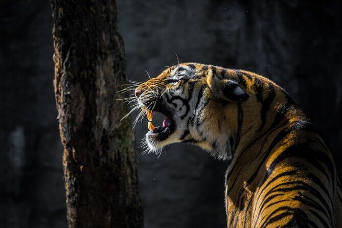 4-Days Golden Triangle Tour with Ranthambore Safari from Delhi - Key Points