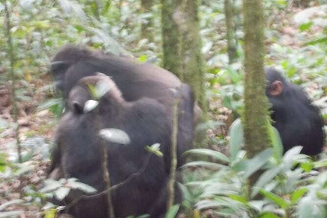 4 Days Gorilla and Chimps trek safari - Day 2: Gorilla Trekking at Bwindi — The Heart of the Experience