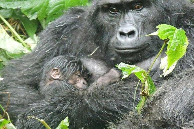 4 Days Gorilla experience Uganda - Exploring the Itinerary in Detail