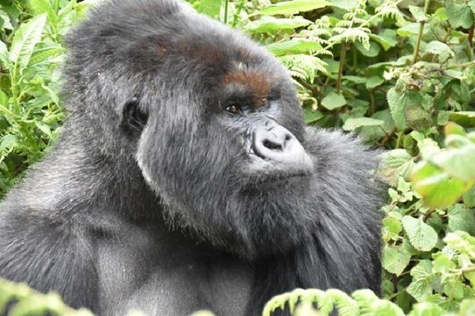 4 Days Gorilla experience Uganda - FAQ